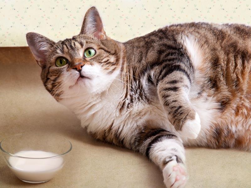 Welche Folgen kann Übergewicht bei Katzen haben?