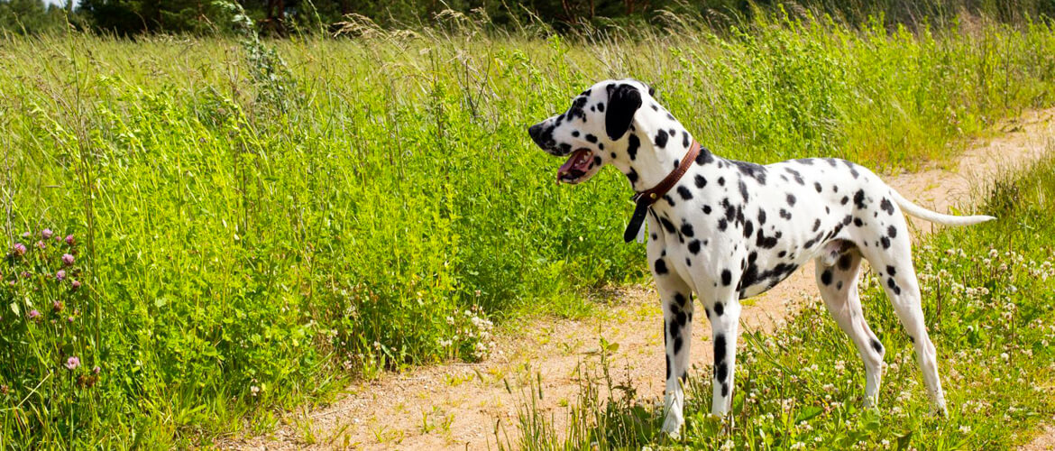 gesunde Bänder und Gelenke bei Hunden